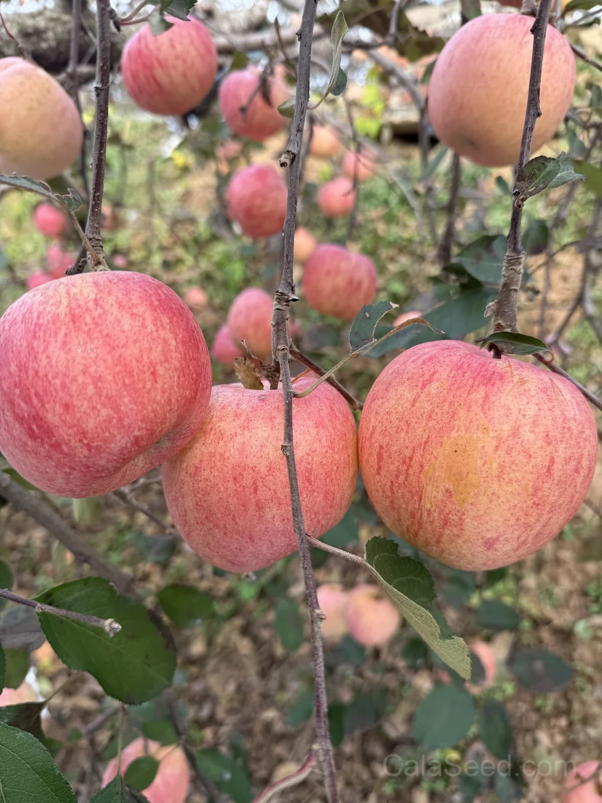 Gala Apple Seeds — Sweet Crisp Home Orchard - Main