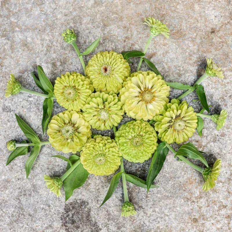 Giant Lime Zinnia Seeds — Vibrant Chartreuse Blooms - View 4