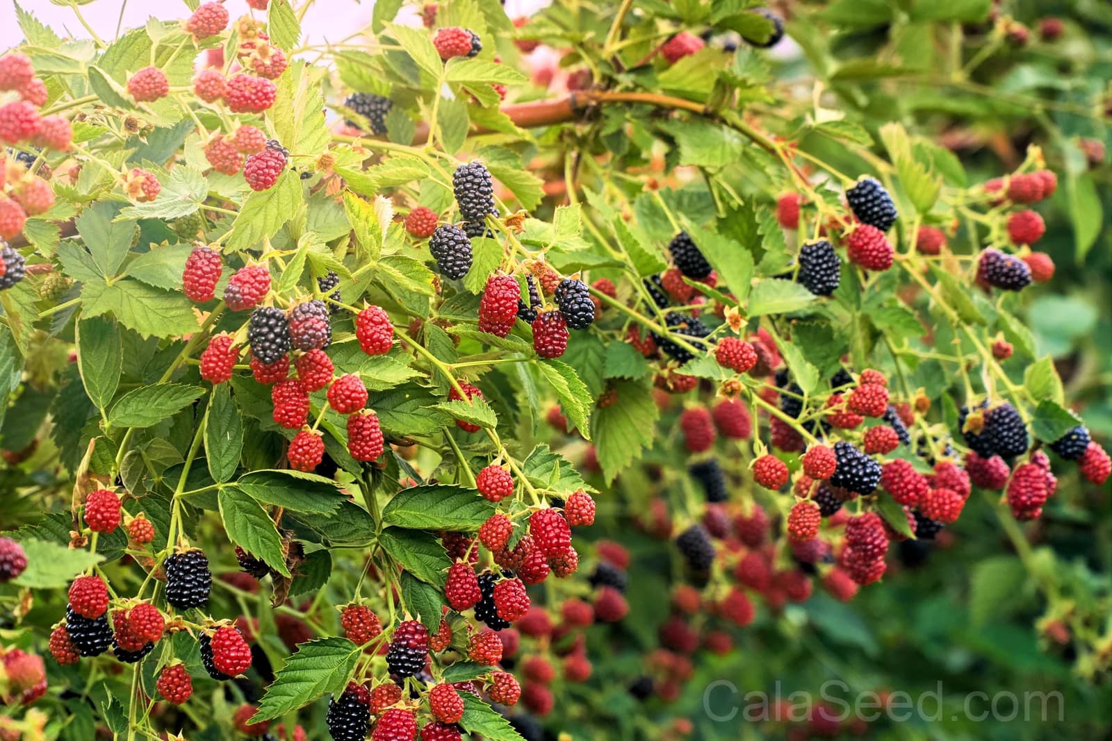 Blackberry 'Allegheniensis' Seeds — Native Wild Fruit Bush - View 5