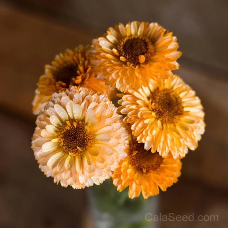 Pink Surprise Calendula Seeds — Cheerful Edible Flower - Main