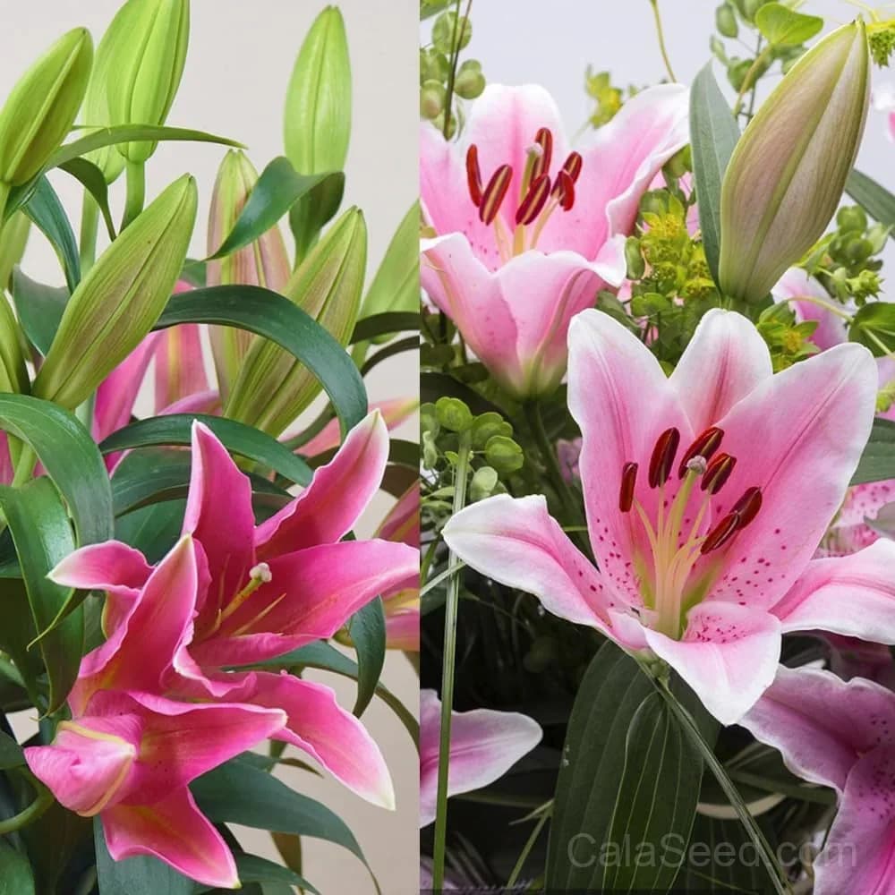 Rare Lily Bulbs — Showy Summer Blooms - View 16
