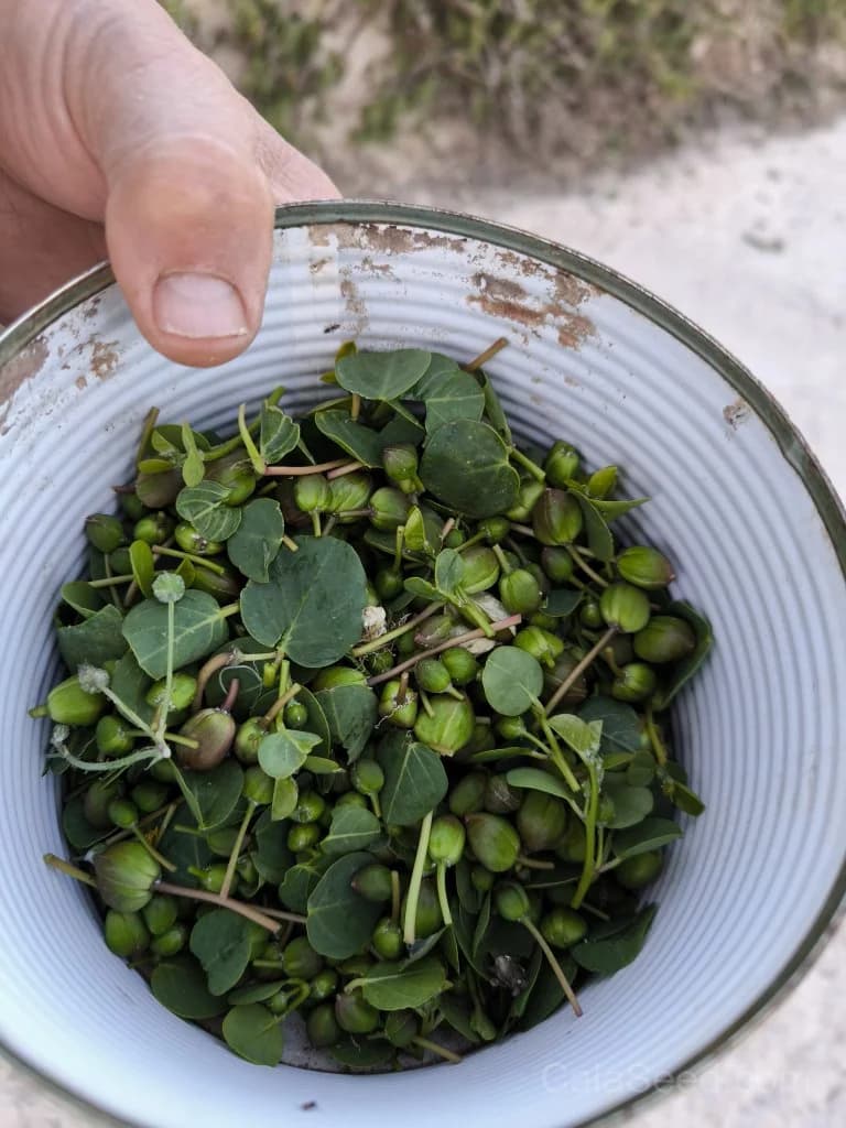 Caper Bush 'Flinders Rose' Seeds — Edible Flower Buds - Main