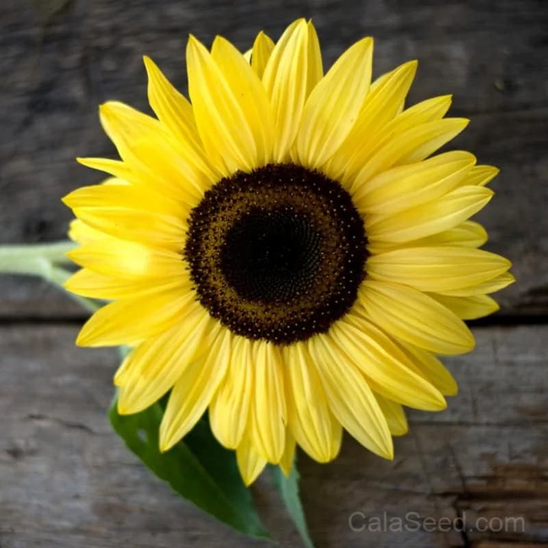 Lemon Queen Sunflower Seeds — Pollinator-Friendly Bright Blooms - Main