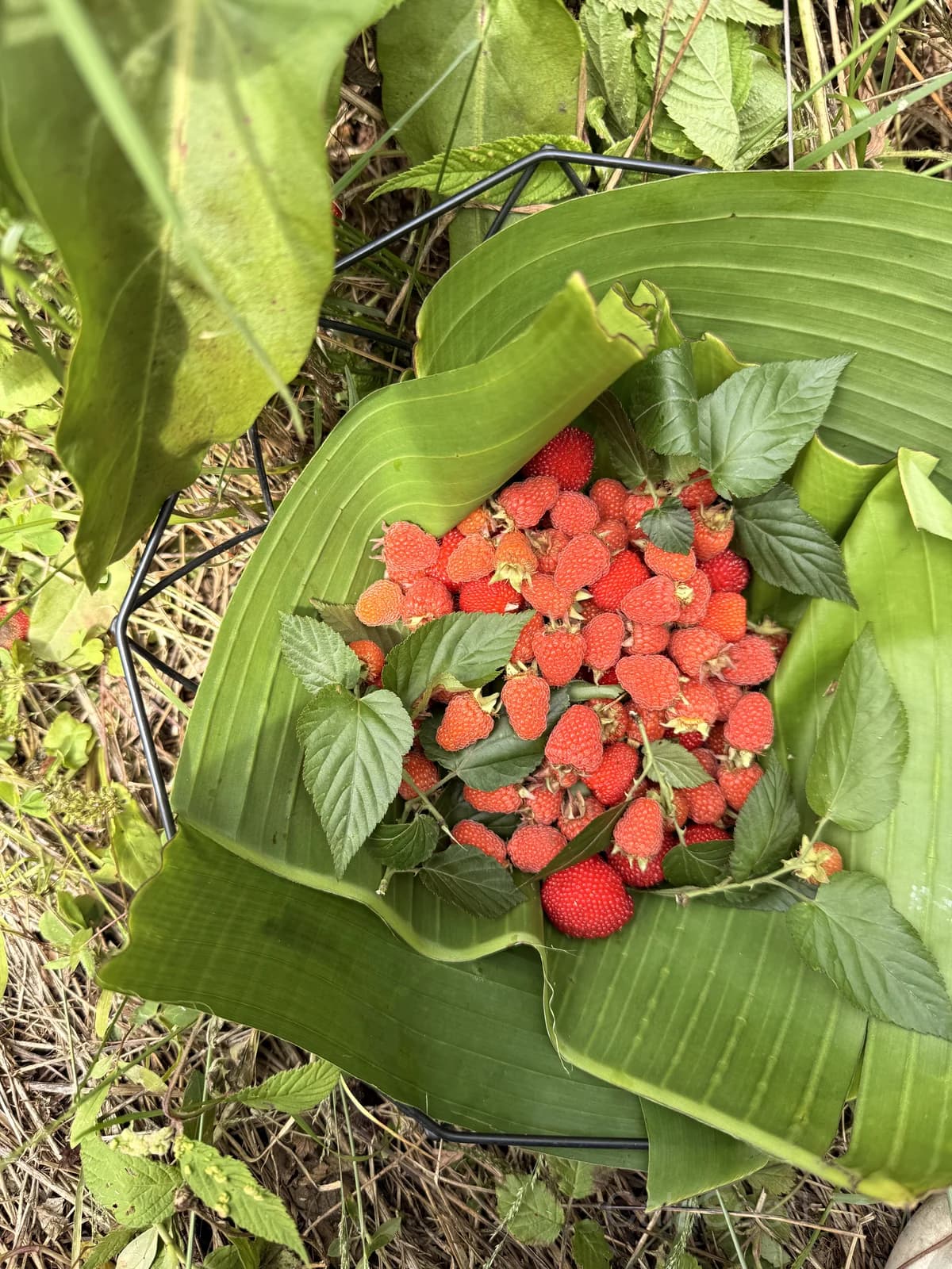Raspberry Gold Leaf Seeds — Ornamental Edible Foliage - Main