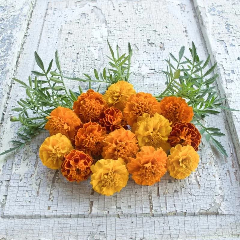 Petite Mix Marigold Seeds — Compact Colorful Annual Flowers - Main