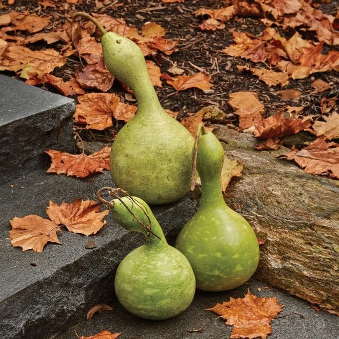 Ornamental Bottle Gourd Seeds — Large Decorative Fruit - View 3