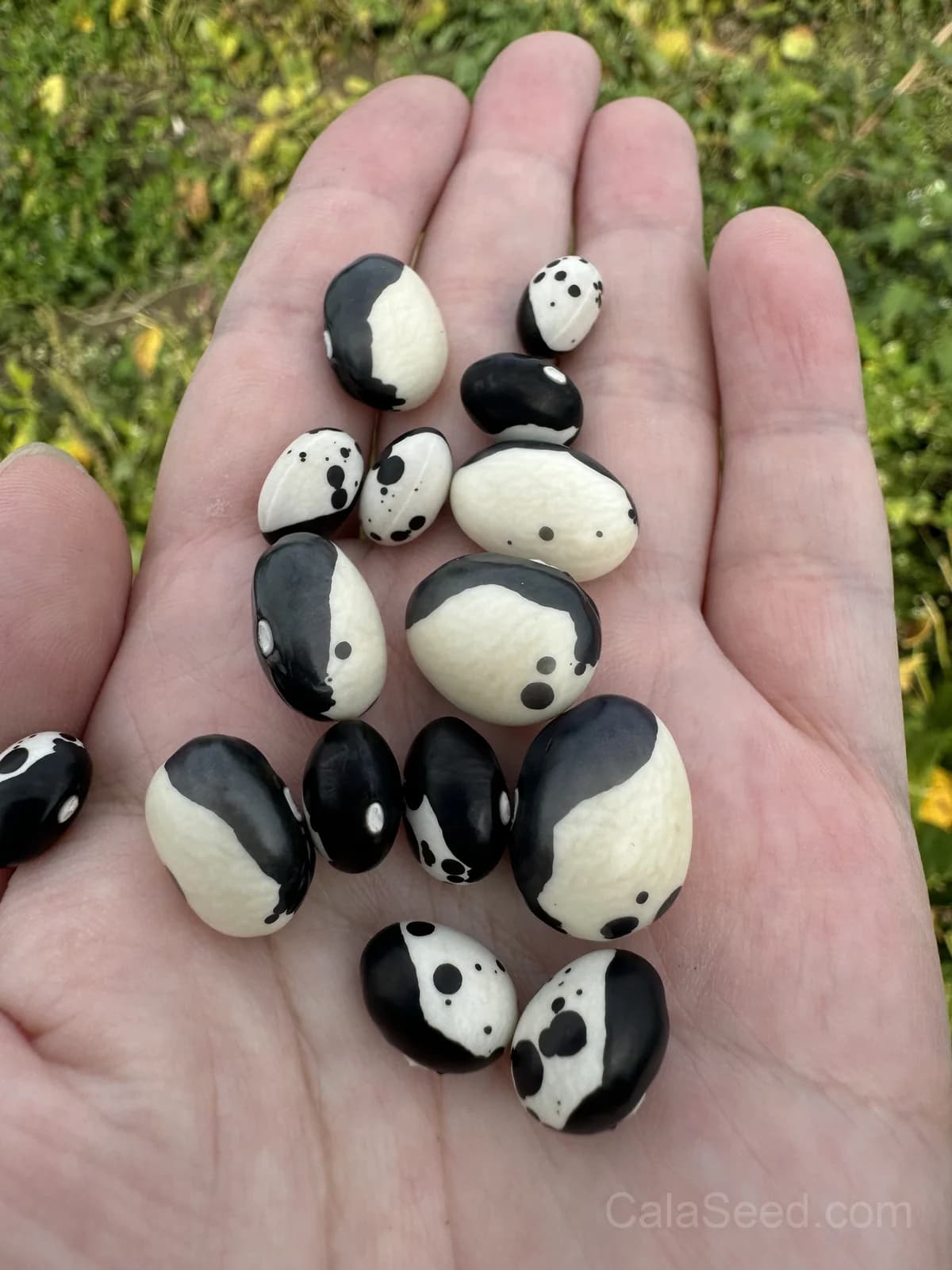 Phenomenal Cowpea Seeds — Southern Garden Staple - View 2