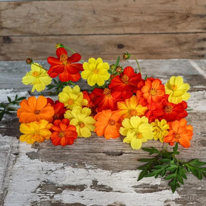 Carpet Mix Cosmos Seeds — Dwarf Flowering Annual Mix - Main