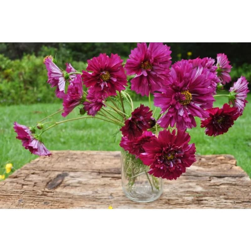 Double Click Cranberries Cosmos Seeds — Vibrant Cranberry-Red Blooms - View 5