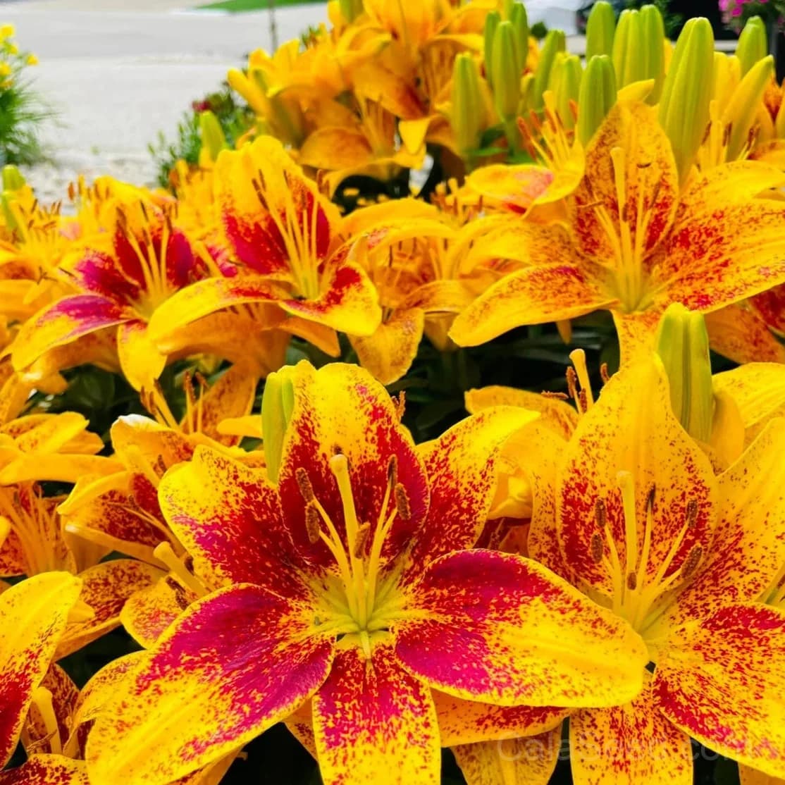 Rare Lily Bulbs — Showy Summer Blooms - View 10