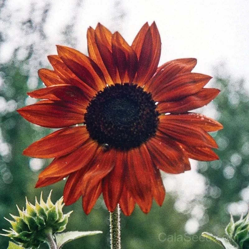Earthwalker Sunflower Seeds — Native Pollinator-Friendly Bloom - View 1