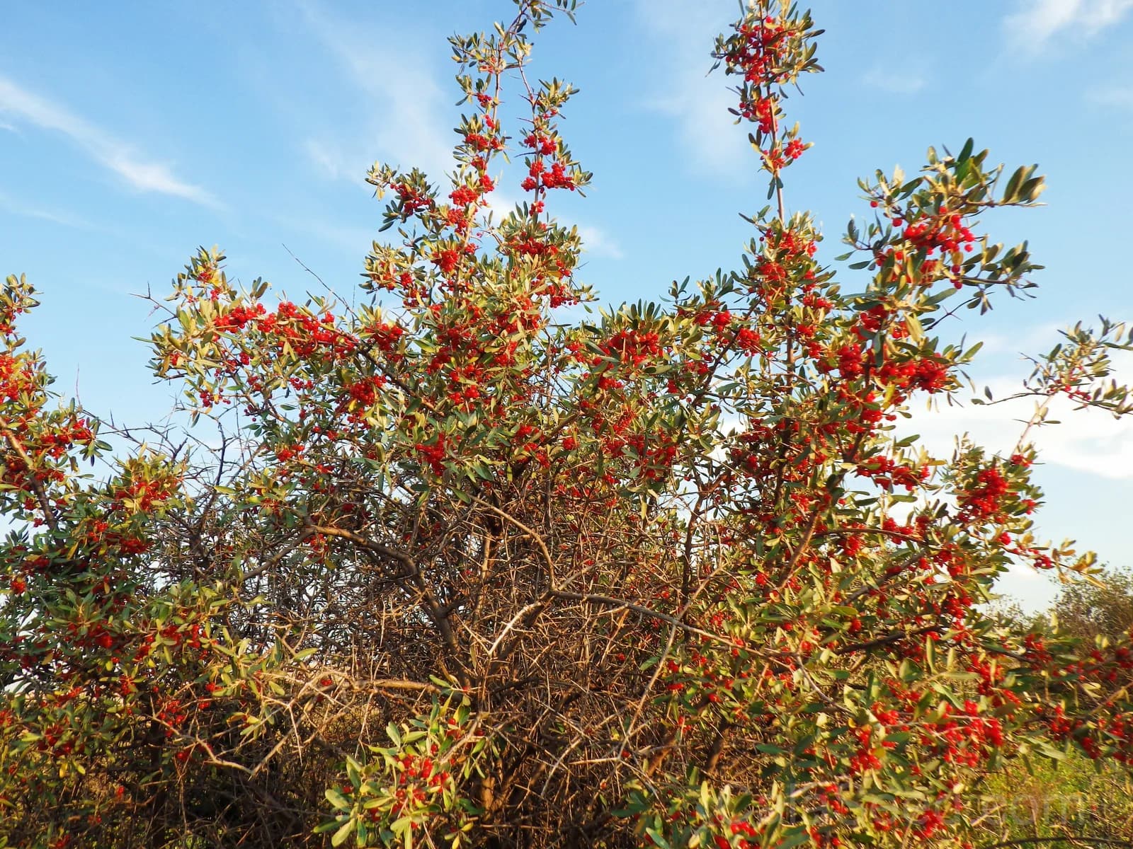 Silver Buffaloberry 'Shepherdia Argentea' Seeds — Native Red Berry Shrub - View 9