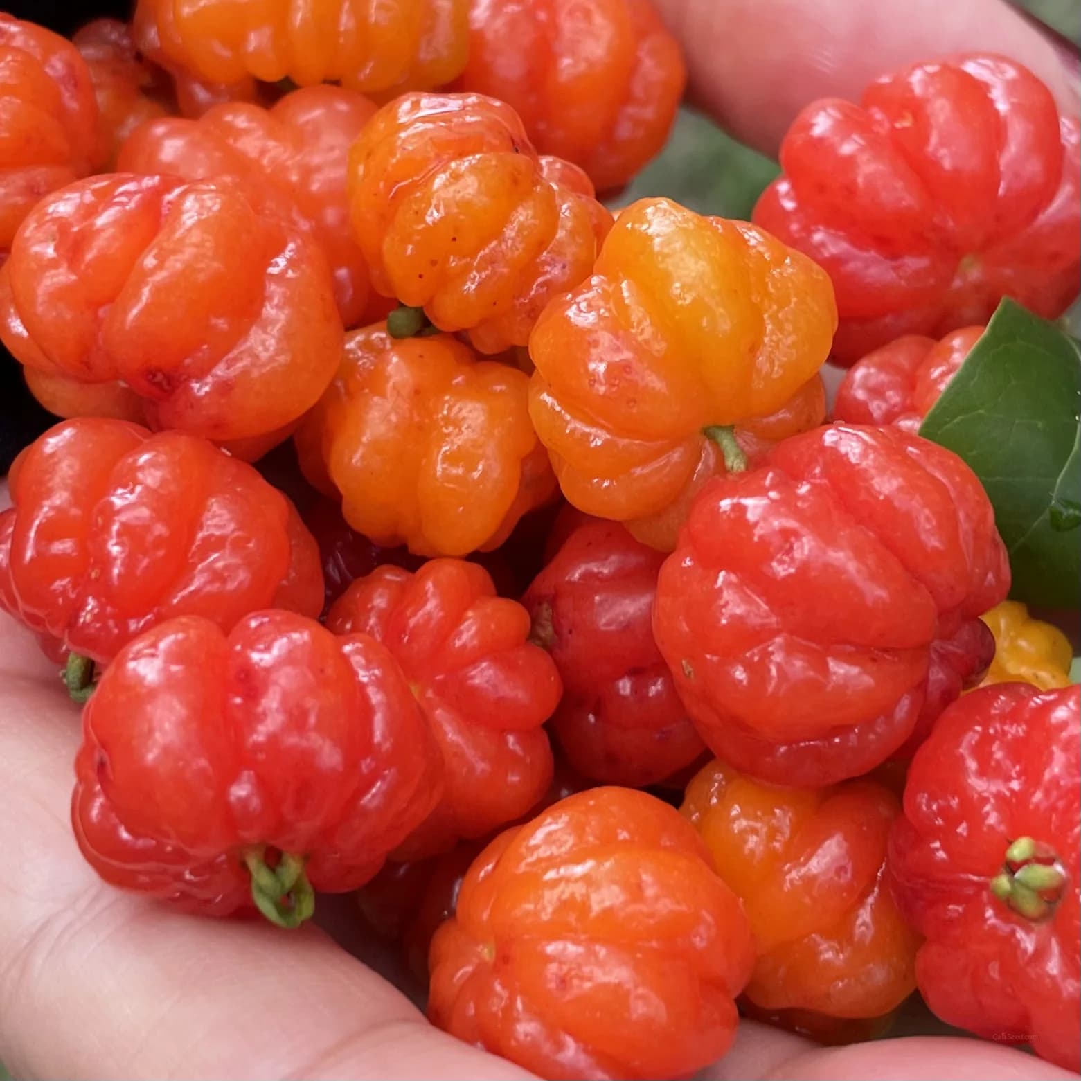 Tomande Tomato Seeds — Classic Red Slicing Variety - Alt