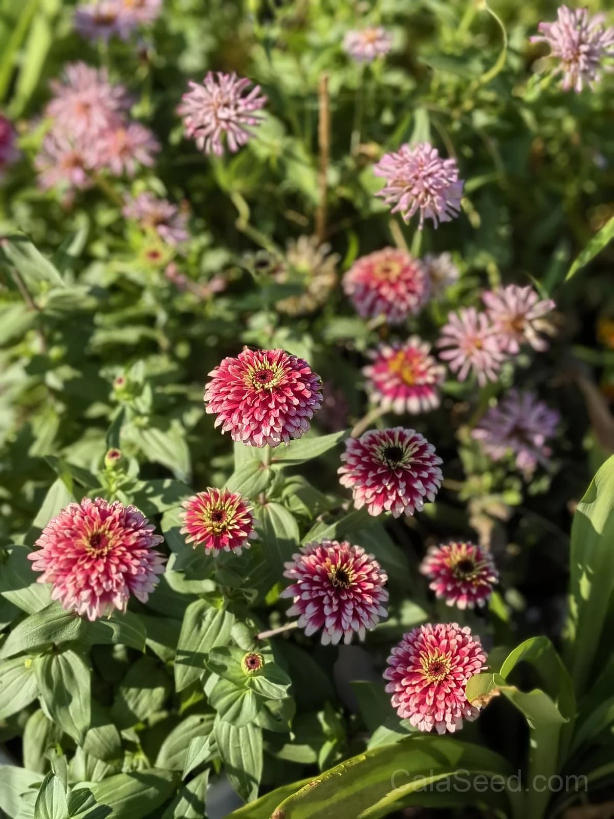 Cherry & Ivory Swizzle Zinnia Seeds — Bicolor Heirloom Cut Flower - View 4