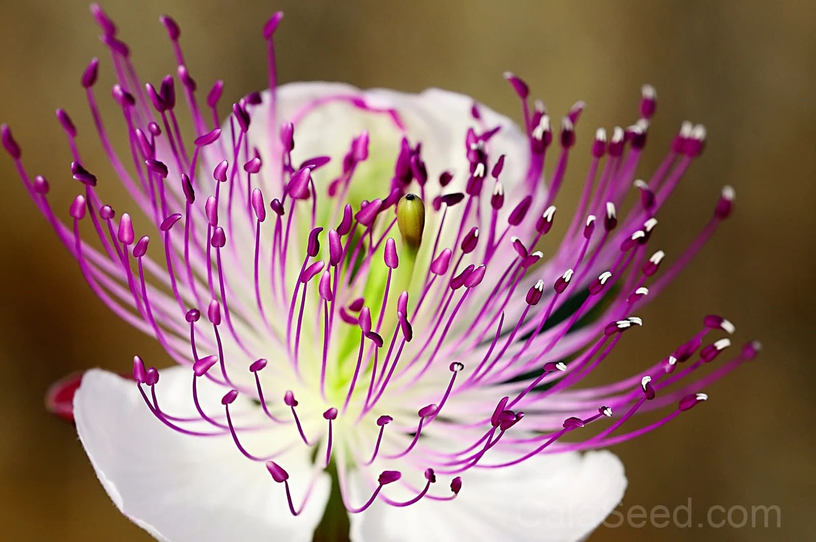 Caper Bush 'Flinders Rose' Seeds — Edible Flower Buds - View 2
