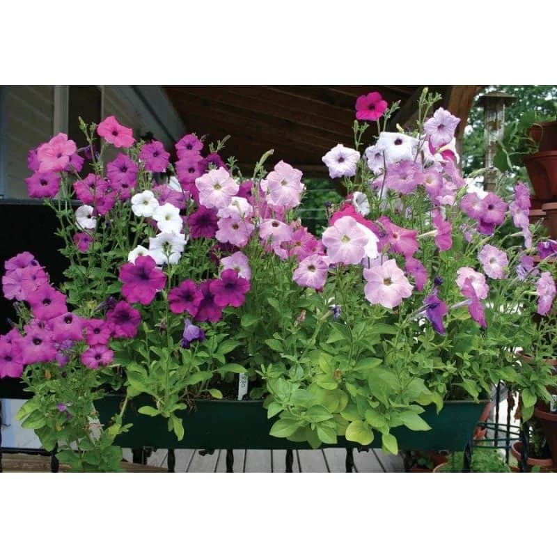 Hurrah Mix Petunia Seeds — Vibrant Annual Flower Blend - View 3