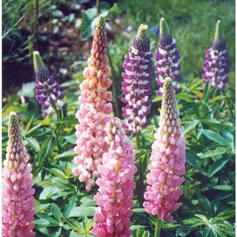 Russell Mix Lupine Seeds — Vibrant North American Wildflower Blend - Main