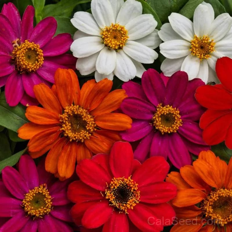 Profusion Mix Zinnia Seeds — Nonstop Blooming Flower Mix - Alt
