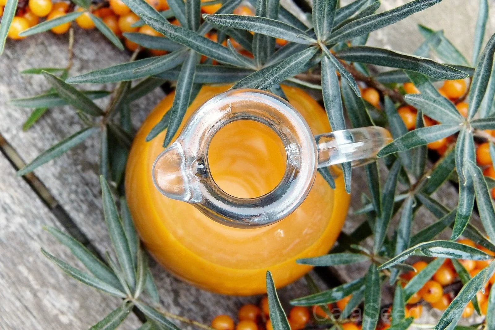 Sea Buckthorn 'Hippophae Rhamnoides' Seeds — Orange Berry Fruit Shrub - View 5