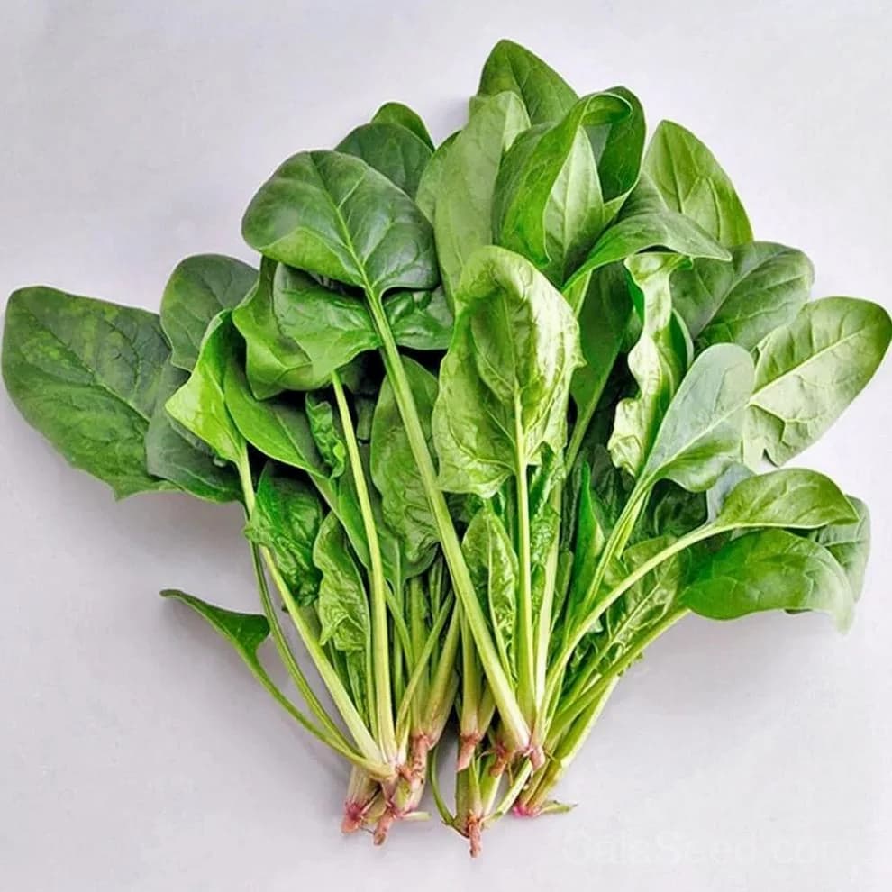Double Take Spinach Seeds — High-Yield Baby Leaf Greens - View 2
