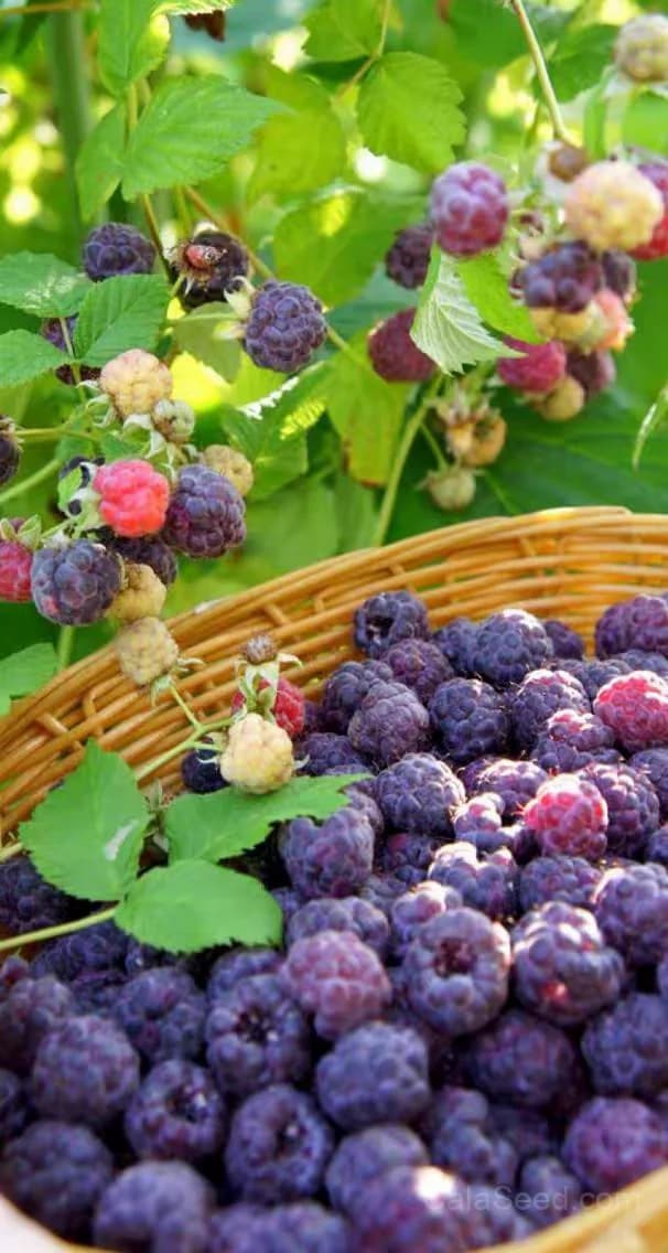 Raspberry 'Amethyst' Seeds — Sweet Berry Perennial - View 1
