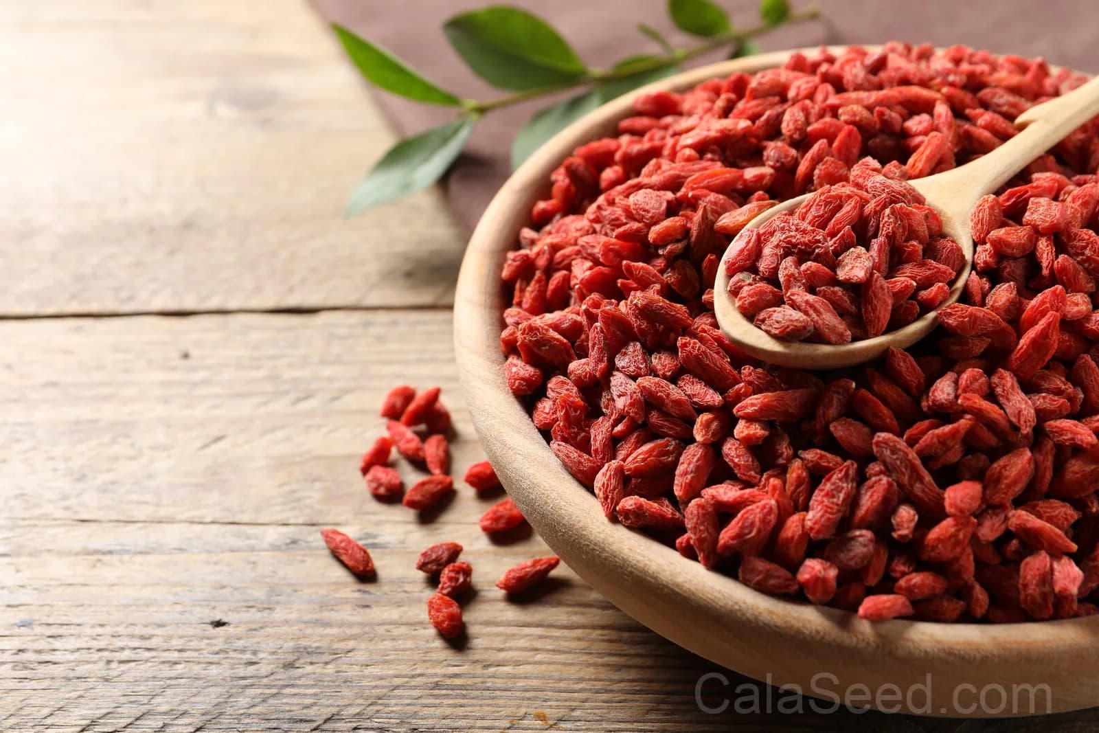 Himalayan Goji Berry 'Tibetan' Seeds — Antioxidant-Rich Superfruit - View 5