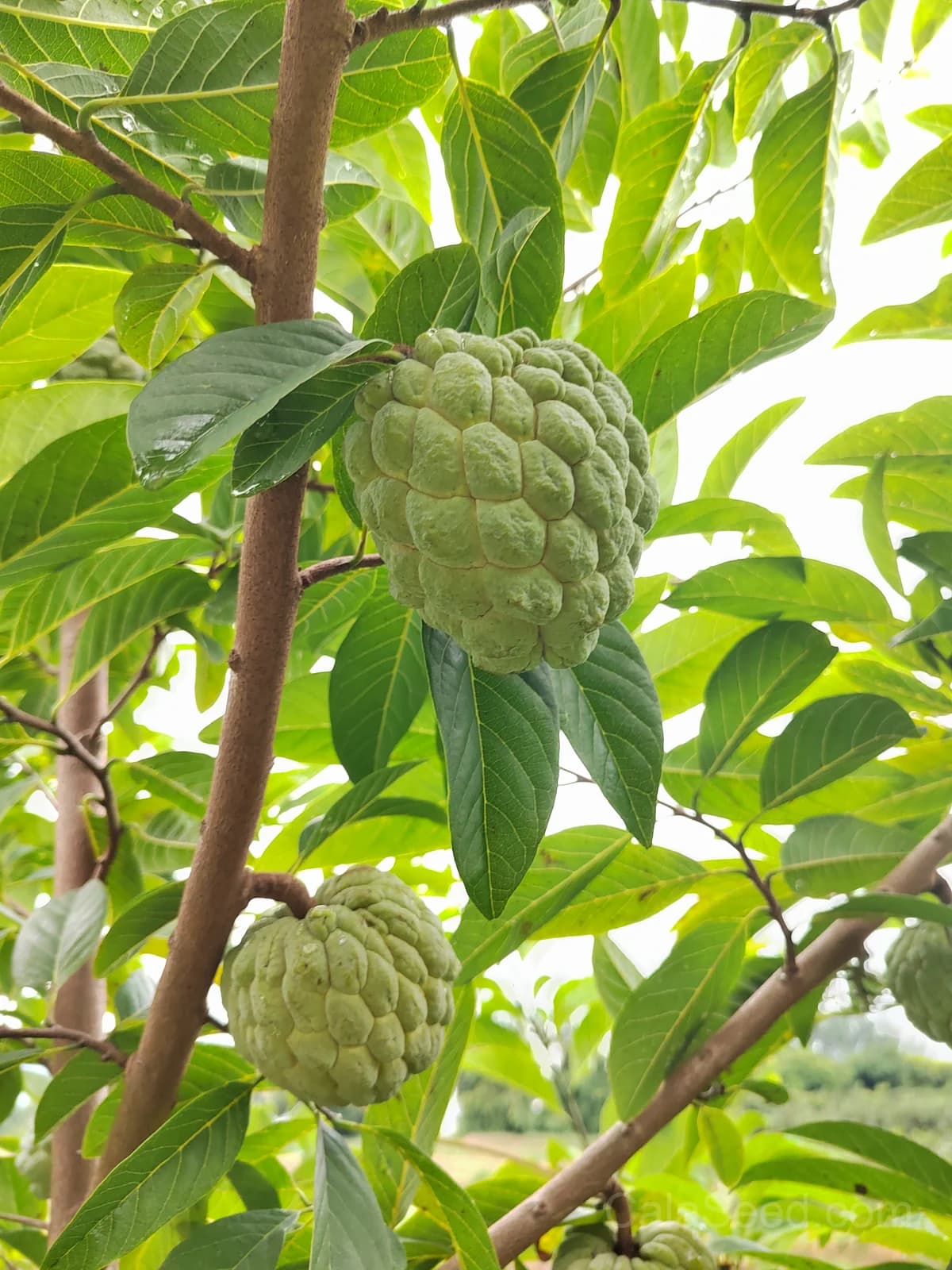 Custard Apple 'African Pride' Seeds — Sweet Tropical Fruit - View 3