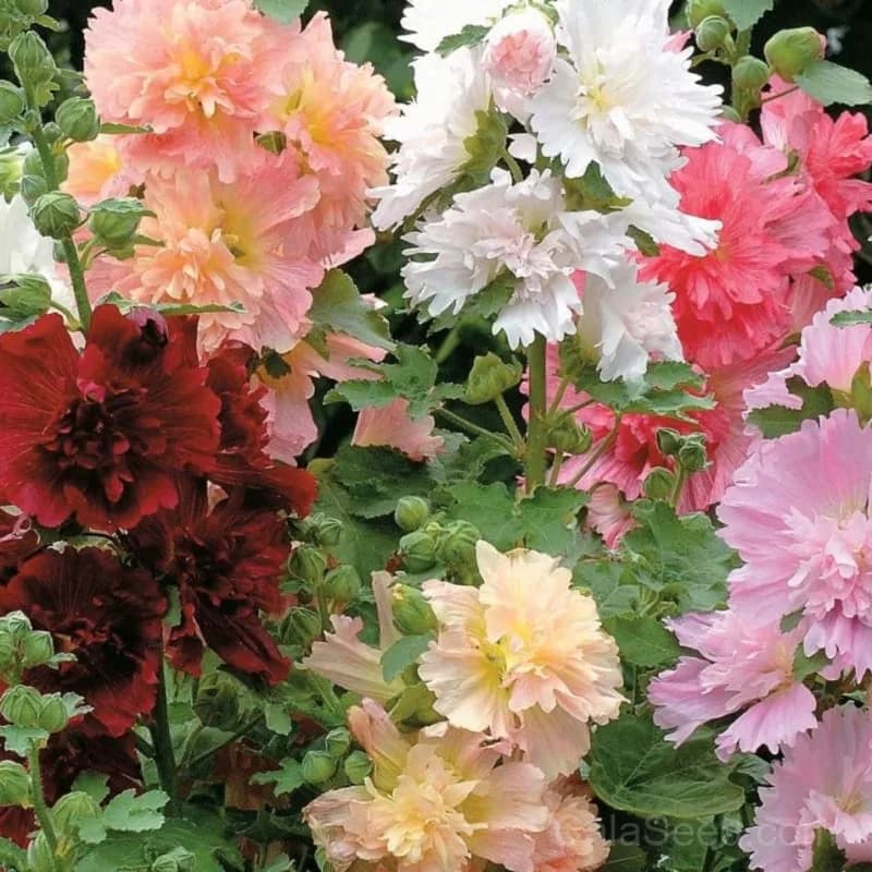 Summer Carnival Hollyhock Seeds — Vibrant Biennial Blooms - Main