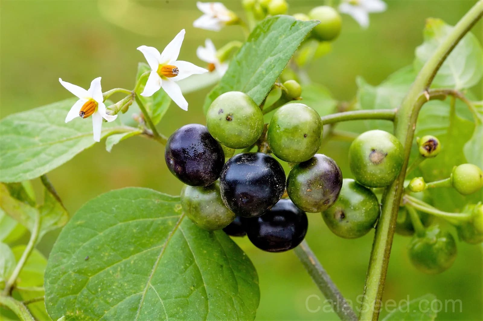 Garden Huckleberry 'Solanum Melanocerasum' Seeds — Sweet Berry Bush Fruit - View 4