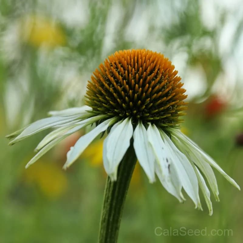 White Swan Echinacea Seeds — Elegant White Coneflower Bloom - View 5