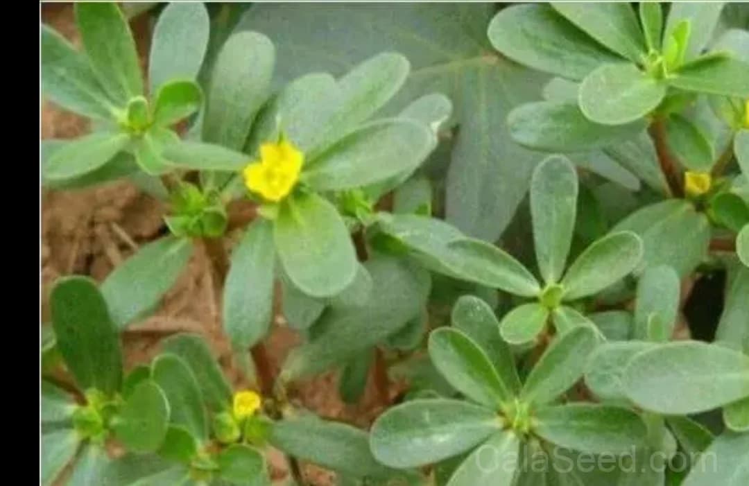 Corn Salad 'Vit' Seeds — Organic Mache Greens - View 3