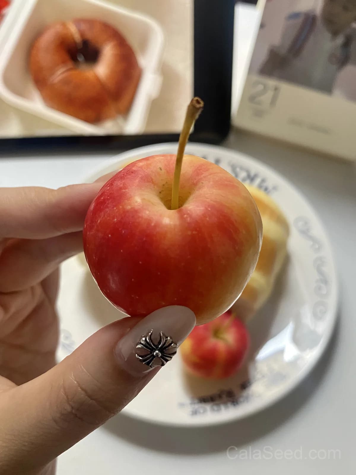 Apple 'Summer Gold' Seeds — Sweet Early Harvest Fruit - View 4