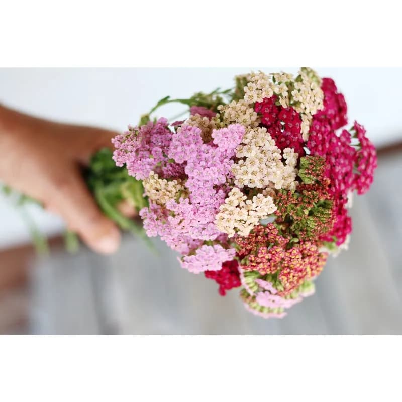 Yarrow 'Summer Pastels' Seeds — Mixed Pastel Blooms - View 2