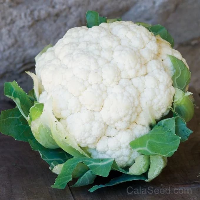Snowball Y Cauliflower Seeds — Self-Blanching White Heads - Main