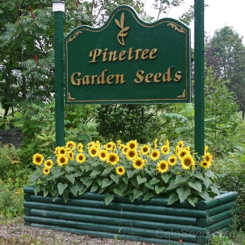 Pacino Gold Sunflower Seeds — Compact Dwarf Golden Blooms - Main