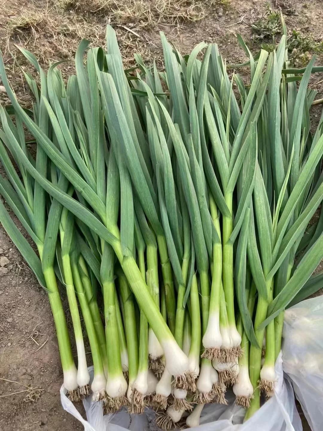 'Geisha' Garlic Bulbs — Rare Japanese Heirloom Variety - Main