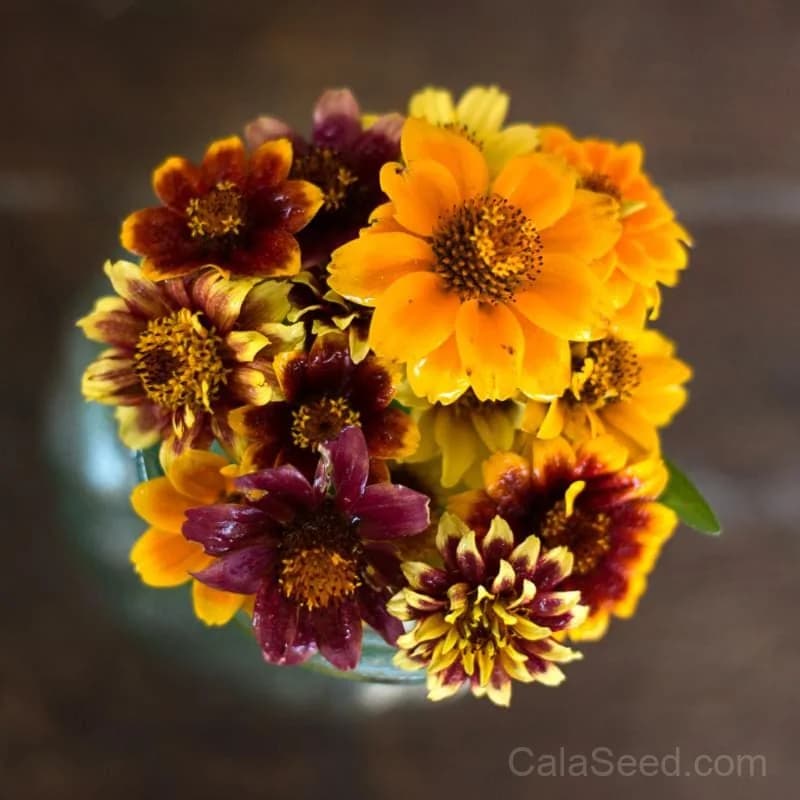 Persian Carpet Zinnia Seeds — Vibrant Heirloom Flower Mix - View 4