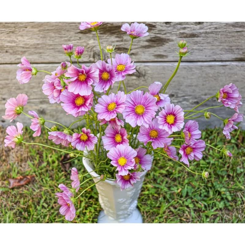 Daydream Cosmos Seeds — Ethereal Pink Summer Blooms - Alt