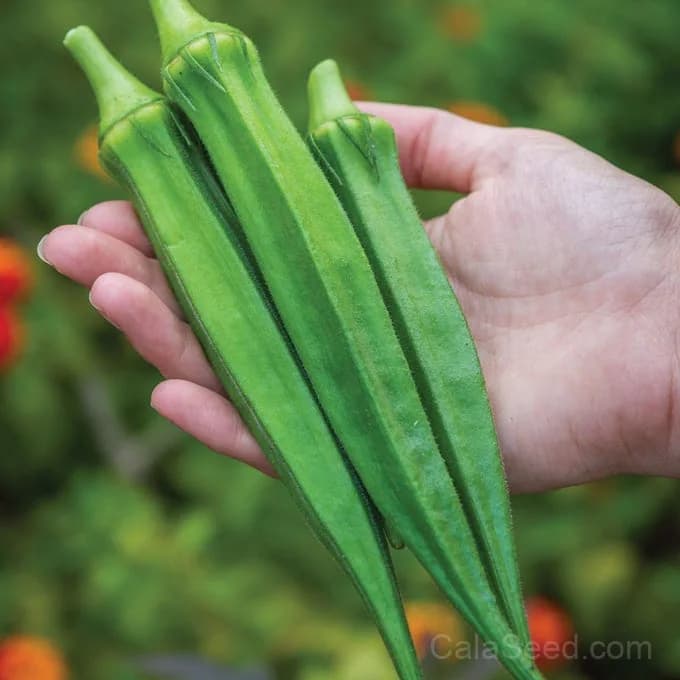 Go Big Okra Seeds — High-Yield Heirloom Vegetable - Main