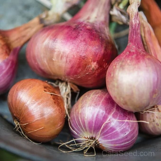 Ambition Shallot Seeds — High-Yielding Gourmet Bulb - Main