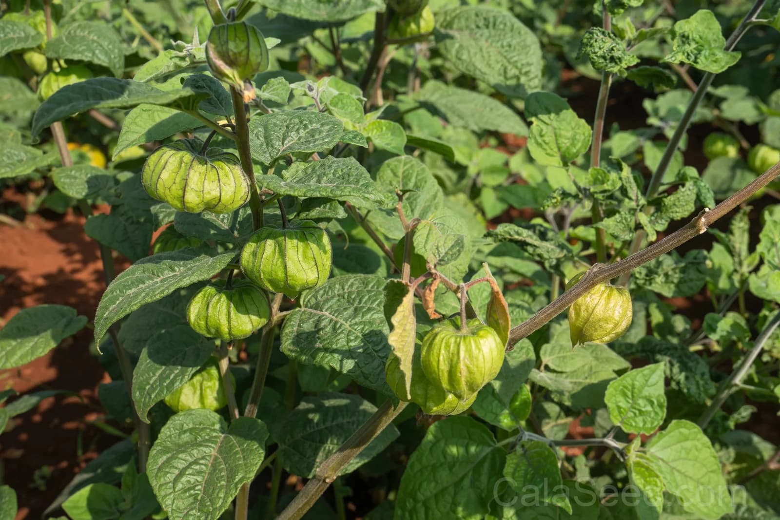 Peruvian Ground Cherry 'Physalis Peruviana' Seeds — Sweet Cape Gooseberry Fruit - Alt