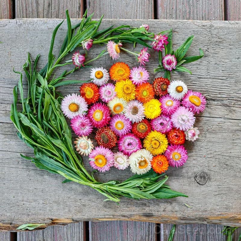 Strawflower 'Dwarf Mix' Seeds — Compact Colorful Blooms - Main