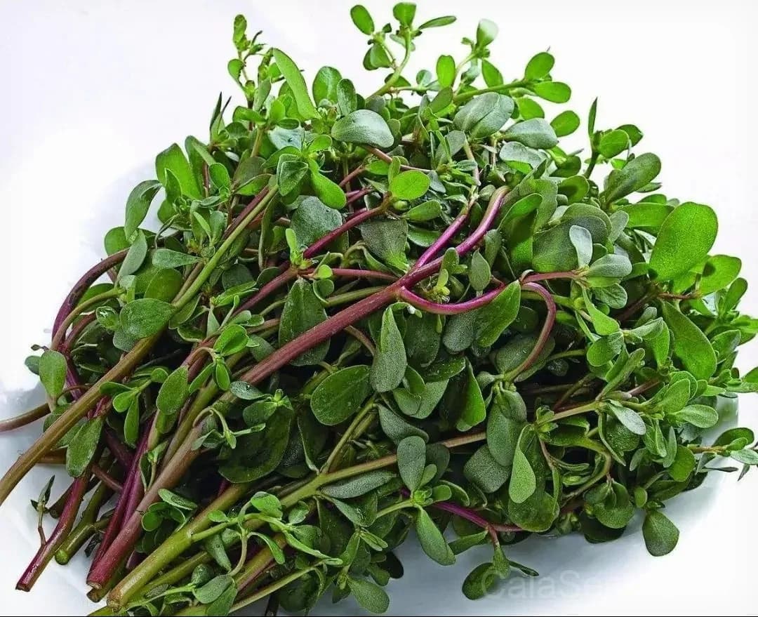 Corn Salad 'Vit' Seeds — Organic Mache Greens - Alt