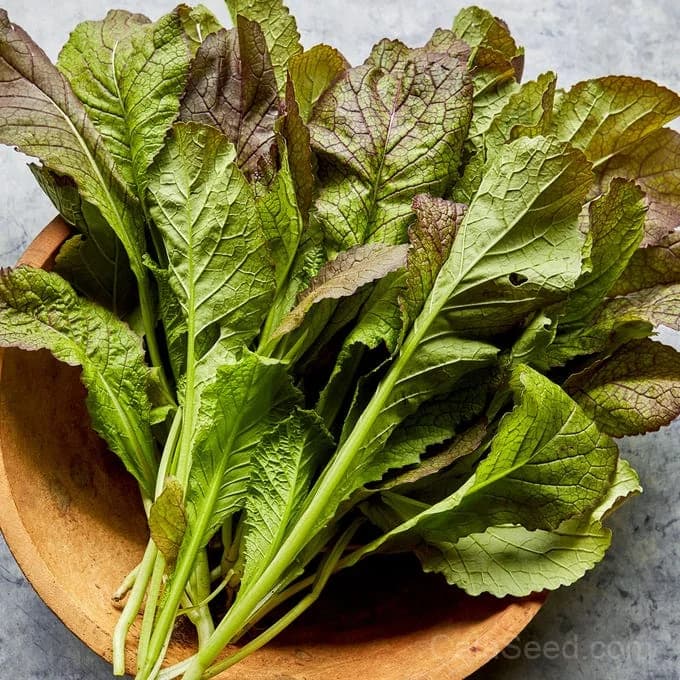Red Giant Mustard Seeds — Organic Heirloom Greens - View 2