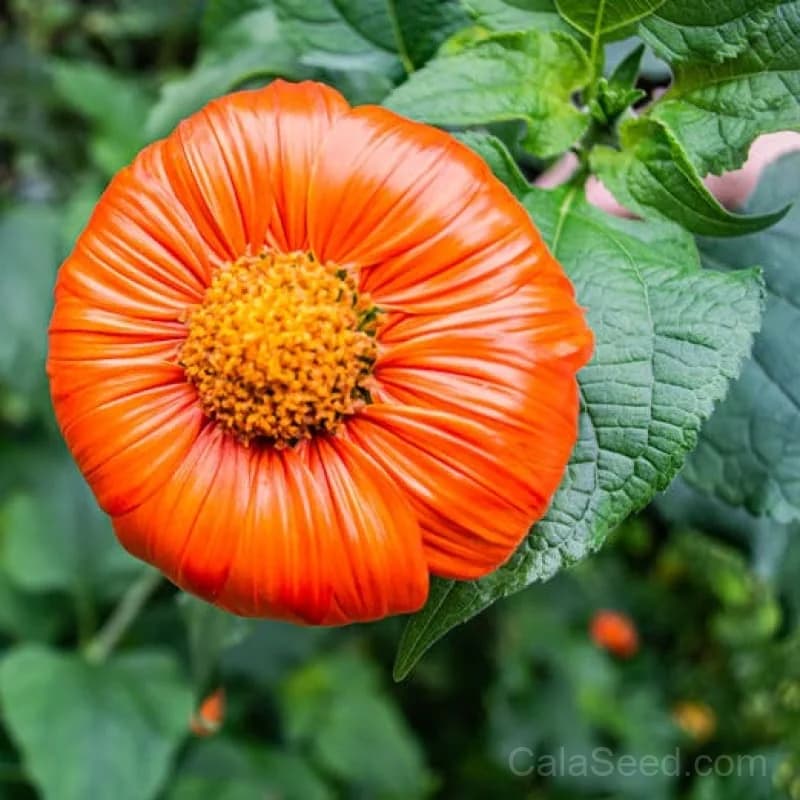Torch Tithonia Seeds — Brilliant Orange Butterfly Magnet - Main