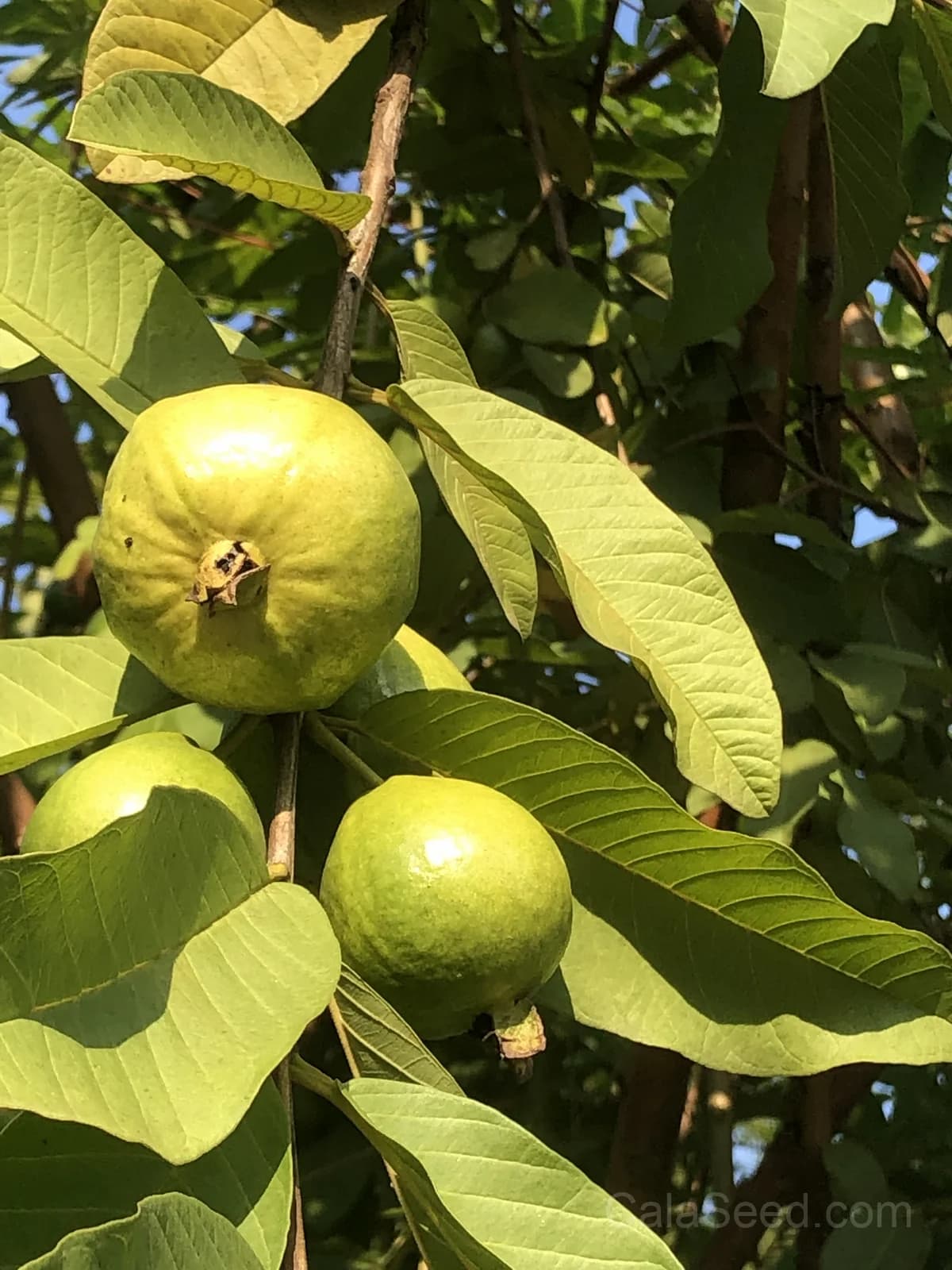 Guava Pink Seeds — Sweet Tropical Fruit - View 7