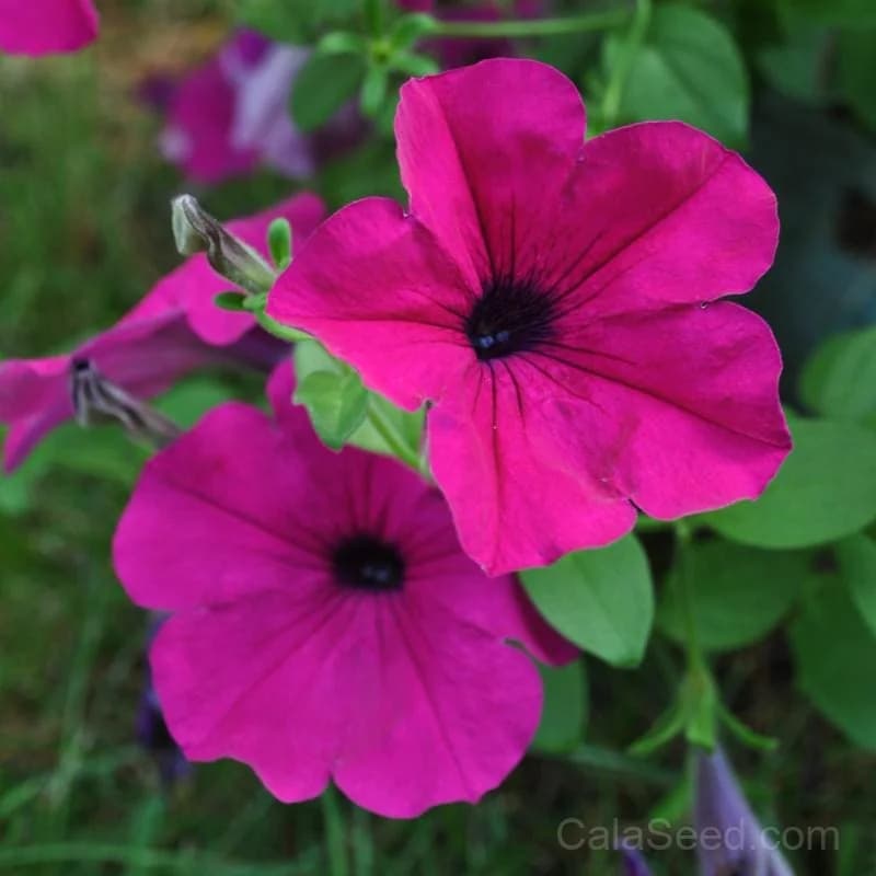 Purple Wave Petunia Seeds — Spreading Ground Cover Bloom - View 1