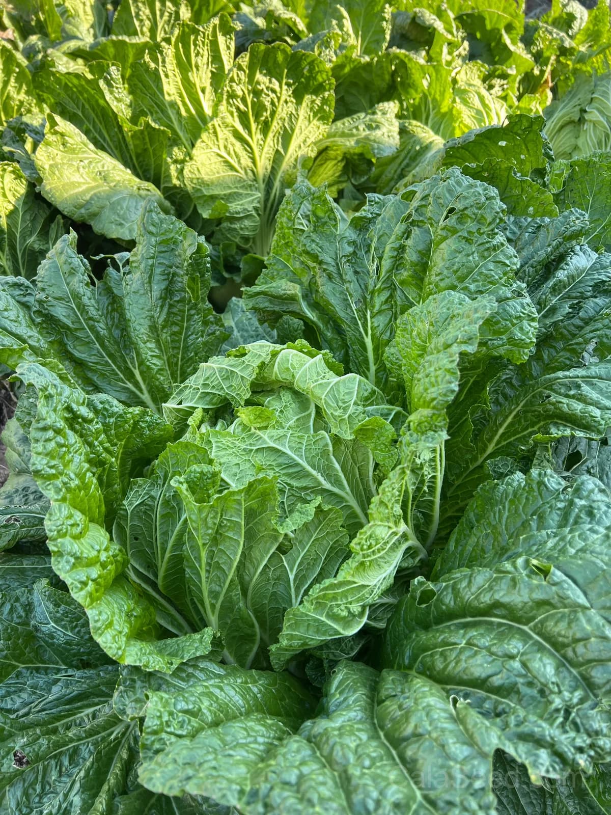 Barrel Head Napa Cabbage Seeds — Crunchy Asian Greens - Alt