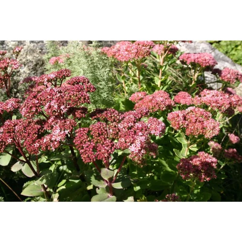 Sedum Mix Seeds — Drought-Tolerant Perennial Groundcover - Alt