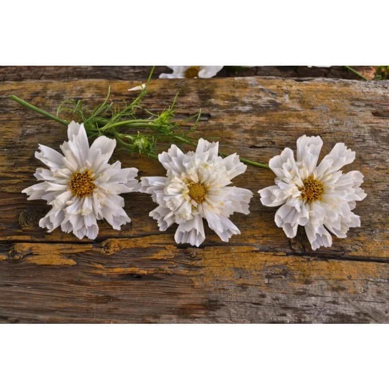Double Click 'Snow Puff' Cosmos Seeds — Fully Double White Blooms - View 4